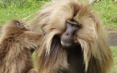 Gelada Baboon (Endemic)