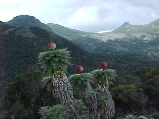 le montagne de Bale