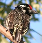 Banded Barbet(Endemic)