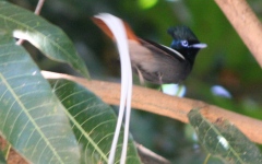 Paradise Fly Catcher