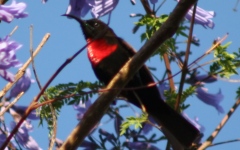 oiseau d'Ethiopie